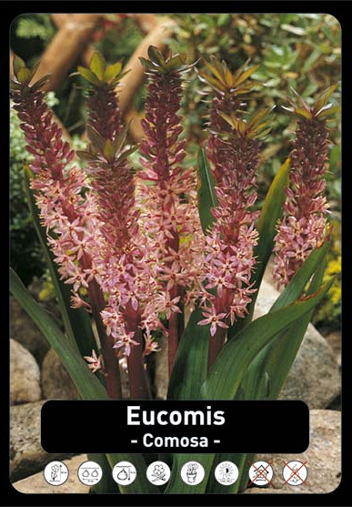 Eucomis Comosa x15 20/+