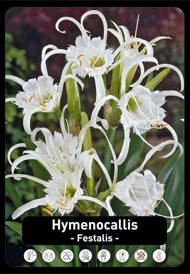 Hymenocallis Festalis x20 24/+