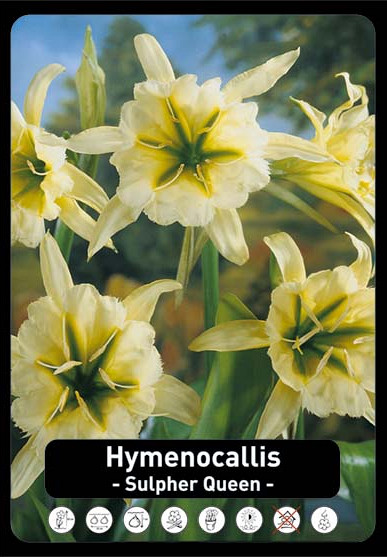 Hymenocallis festallis sulpher Queen x 20 20/+