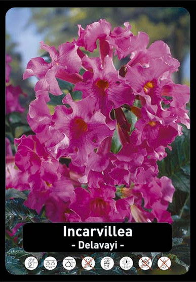 Incarvillea Rose x20 I .