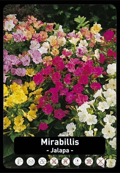 Mirabillis Jalapa x100 I .