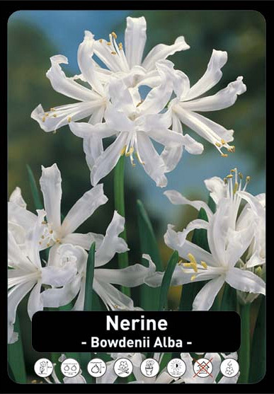 Nerine Bowdenii Alba x75 14/16