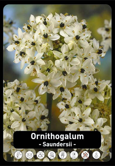 Ornithogalum Saundersiae x35 20/+