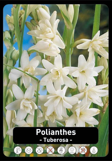 Polianthus Tuberosa x 15 24/+