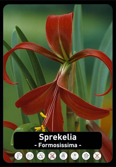 Sprekelia x25 18/20