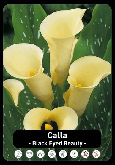 Zantedeschia Black Eyed Beauty x25 24/+