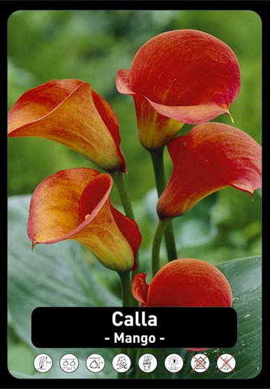 Zantedeschia Mango x25 24/+