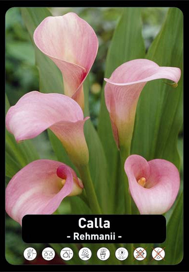 Zantedeschia Rehmanii x25 24/+