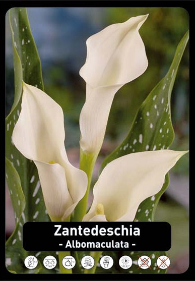 Zantedeschia Wit x25 24/+