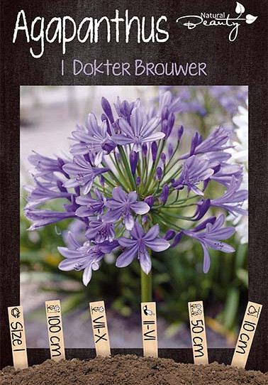 Agapanthus Dokter Brouwer x1 I