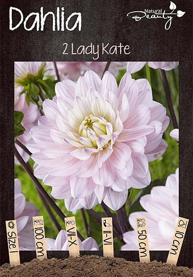 Dahlia Lady Kate x2 I