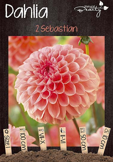 Dahlia Sebastian x2 I