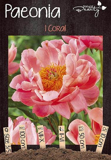 Paeonia Coral x1 3/5 - eyes 