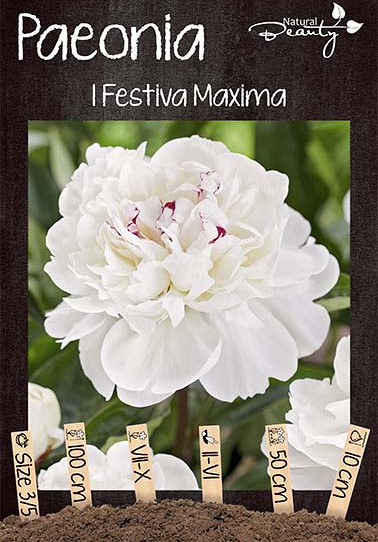 Paeonia Festiva Maxima x1 3/5 - eyes 