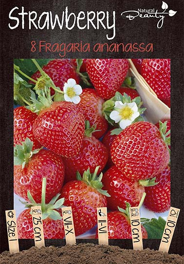 Strawberry Fragaria Ananassa x8 I