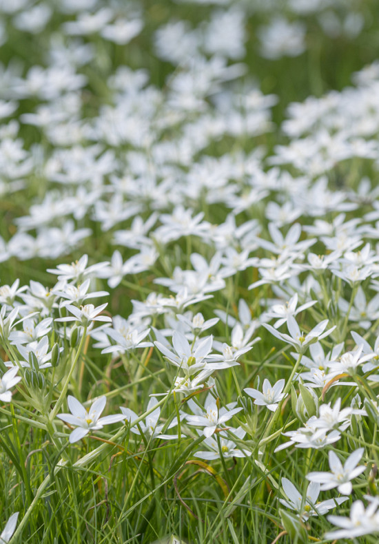 Umbellatum 6/+