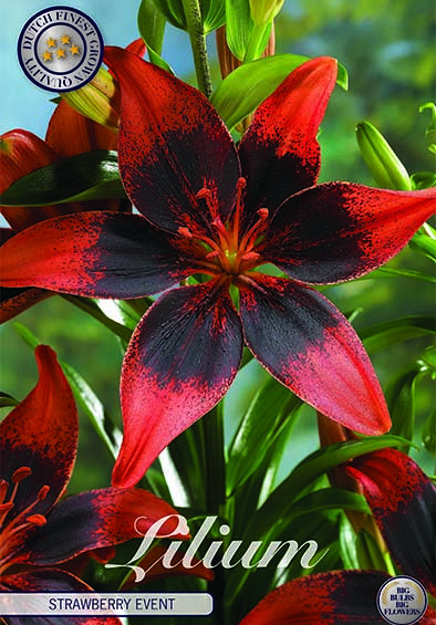 Lilium Asiatic Strawberry Event x 2 16/18