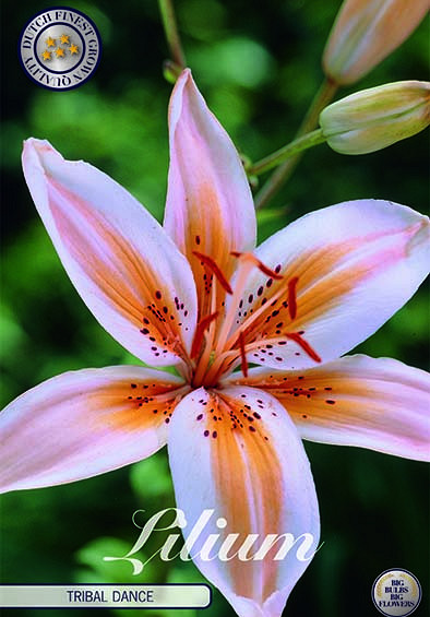 Lilium Asiatic Tribal Dance x 2 16/18