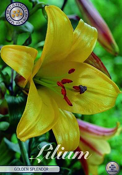 Lilium Golden Splendor x 2 16/18