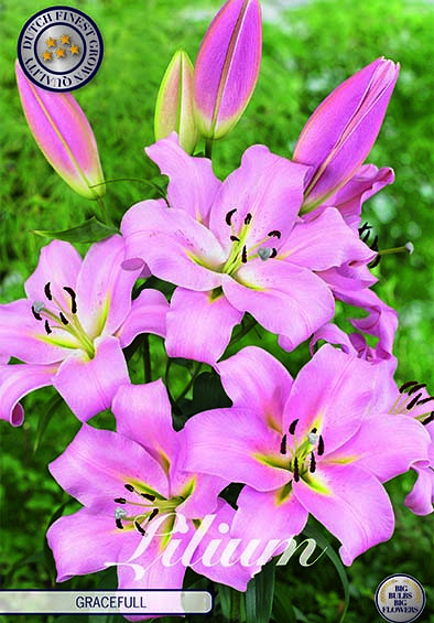 Lilium Gracefull x 2 16/18