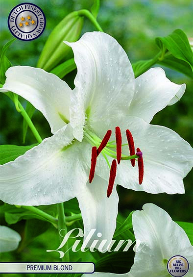 Lilium Oriental Premium Blond x 2 16/18