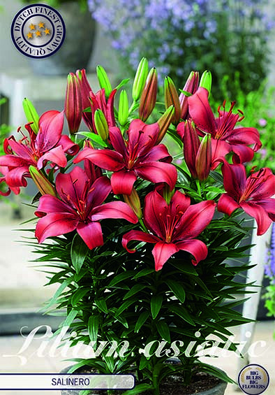 Lilium Salinero x 2 16/18