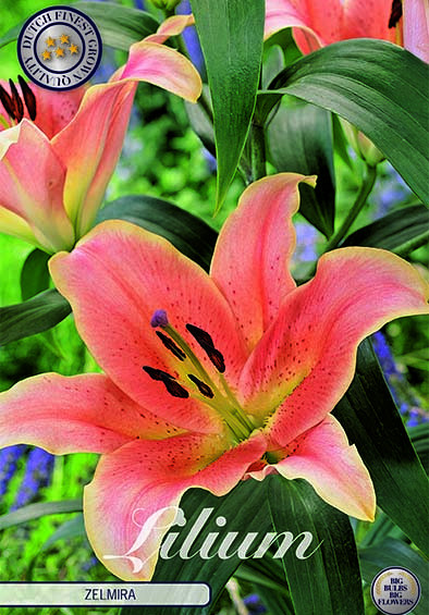 Lilium Zelmira x 2 16/18