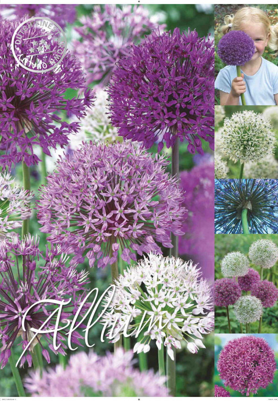 Allium 50 x 70 .