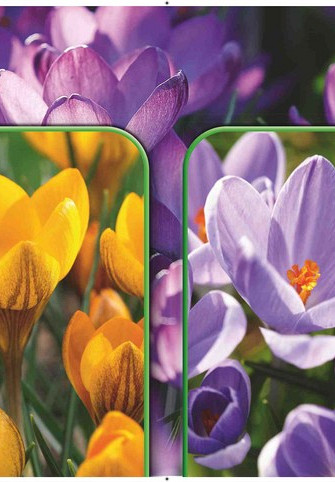 Crocus 120 x 40 .