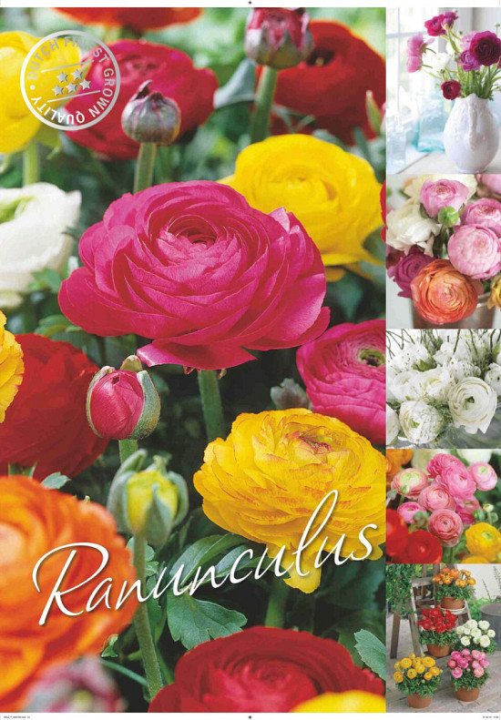 Ranunculus 50 x 70 .