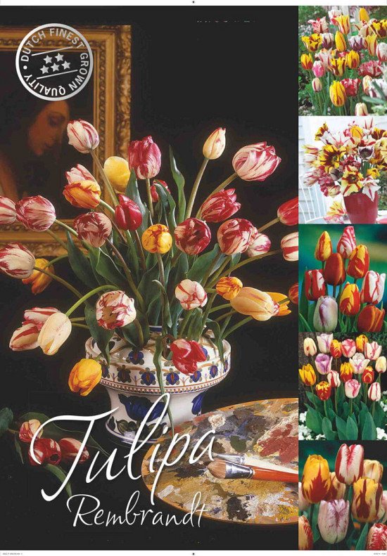 Tulipa 50 x 70 .