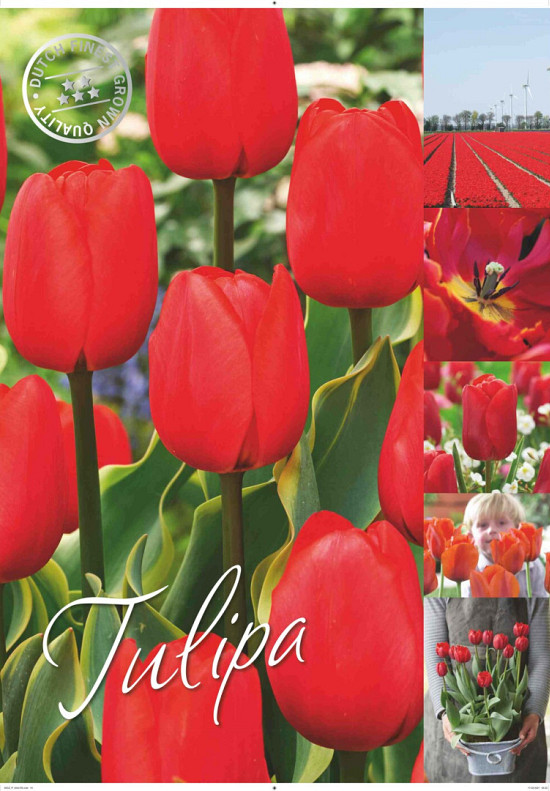 Tulipa 50 x 70 .