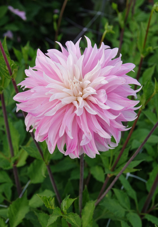 Pink Petticoat I .