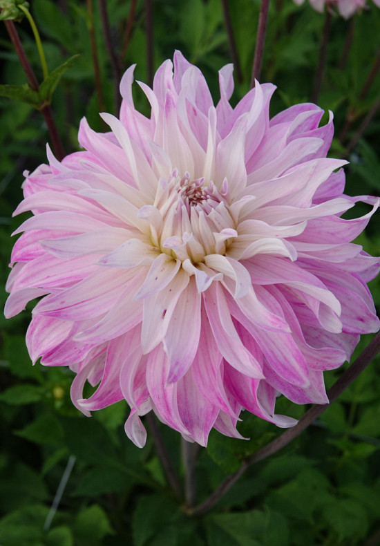 Pink Petticoat I .