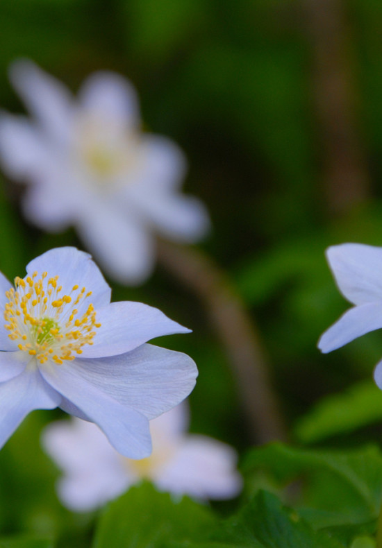 Nemerosa Robinsoniana  .