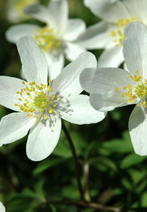 Nemorosa White .