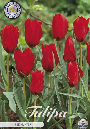 Tulp Specie Red Hunter x10 6/7