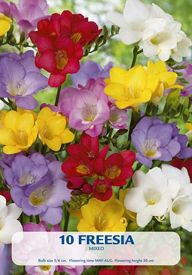 Freesia Mixed x8 5/6