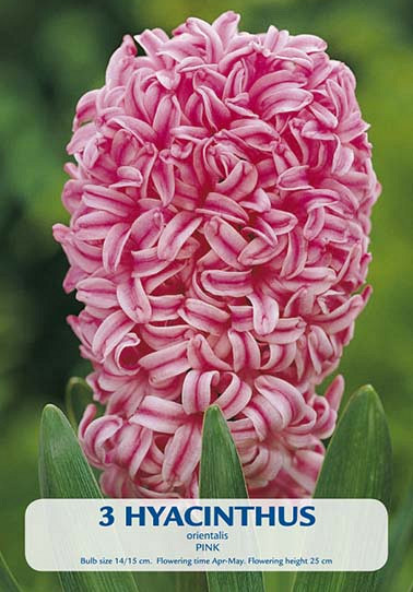 Hyacinthus Pink Pearl x2 14/15