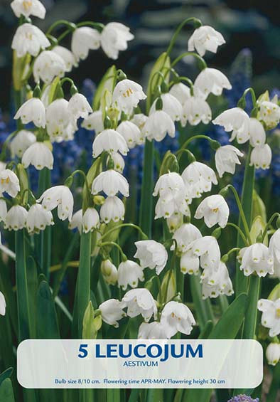 Leucojum Aestivum x5 10/+