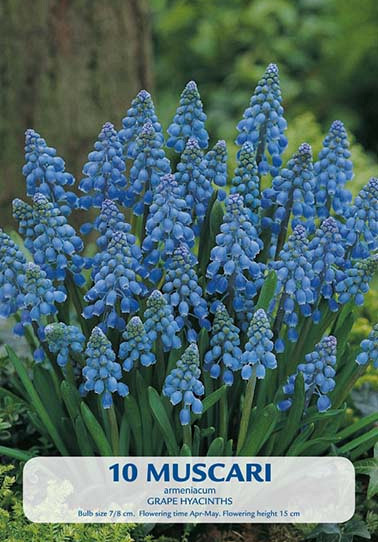 Muscari Armeniacum x10 7/8