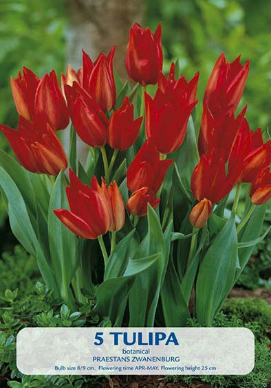 Tulipa Praestans Zwanenburg x5 8/10