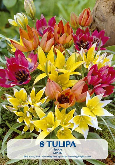 Tulipa Specie Mixed x8 7/8