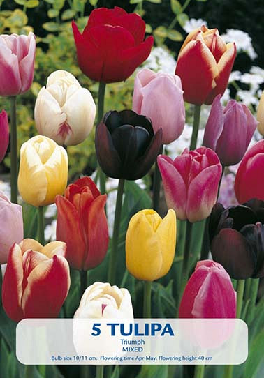 Tulipa Triumph Mix x 5 10/11