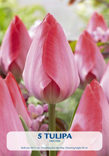 Tulipa Triumph van Eijk x 5 10/11