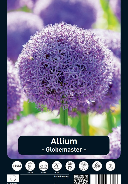 Allium Globemaster x1 20/22