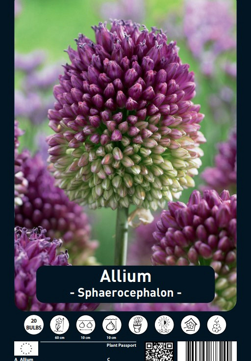 Allium Sphaerocephalon x20 5/6