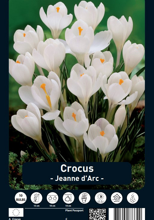 Crocus Jeanne d'Arc x10 8/9