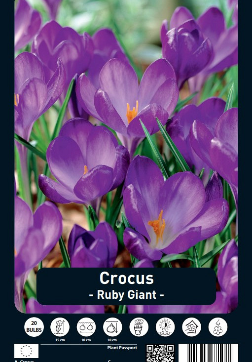 Crocus Ruby Giant x20 5/7