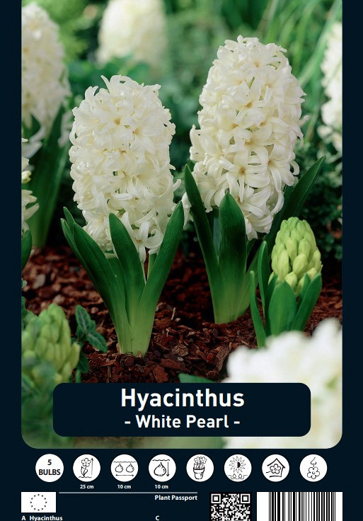 Hyacinthus White Pearl x5 15/16